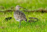 Eurasian Curlew - Wulp - Numenius arquata