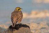 Shore Lark - Strandleeuwerik - Eremophila alpestris