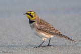 Shore Lark - Strandleeuwerik - Eremophila alpestris