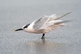 Sandwich Tern - Grote Stern - Thalasseus sandvicensis