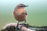 Northern Wheatear - Tapuit - Oenanthe oenanthe