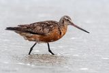 Bar-tailed Godwit - Rosse Grutto - Limosa lapponica