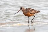 Bar-tailed Godwit - Rosse Grutto - Limosa lapponica