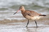 Bar-tailed Godwit - Rosse Grutto - Limosa lapponica