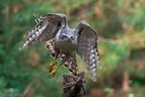 Northern Goshawk - Havik - Accipiter gentilis