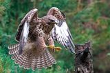 Common Buzzard - Buizerd - Buteo buteo