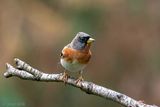 Brambling - Keep - Fringilla montifringilla