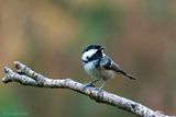 Coal Tit - Zwarte Mees - Periparus ater