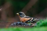 Brambling - Keep - Fringilla montifringilla