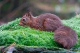 Eurasian Red Squirrel - Eekhoorn - Sciurus vulgaris