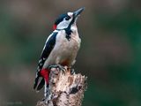Great Spotted Woodpecker - Grote Bonte Specht - Dendrocopos major