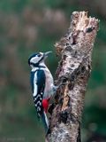Great Spotted Woodpecker - Grote Bonte Specht - Dendrocopos major