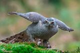 Northern Goshawk - Havik - Accipiter gentilis