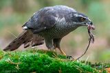 Northern Goshawk - Havik - Accipiter gentilis