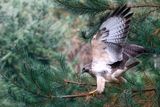 Common Buzzard - Buizerd - Buteo buteo