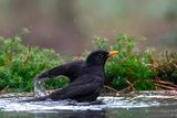 Blackbird - Merel - Turdus merula