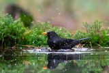 Blackbird - Merel - Turdus merula