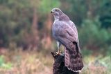 Northern Goshawk - Havik - Accipiter gentilis