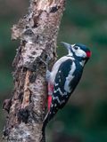 Great Spotted Woodpecker - Grote Bonte Specht - Dendrocopos major