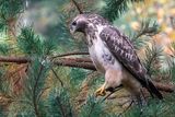 Common Buzzard - Buizerd - Buteo buteo