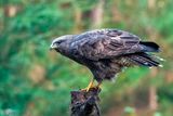 Common Buzzard - Buizerd - Buteo buteo