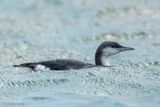 Black-throated Diver - Parelduiker - Gavia arctica