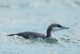 Black-throated Diver - Parelduiker - Gavia arctica