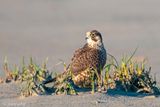 Peregrine - Slechtvalk - Falco peregrinus