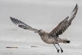 Arctic Skua - Kleine Jager - Stercorarius parasiticus