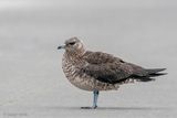 Arctic Skua - Kleine Jager - Stercorarius parasiticus