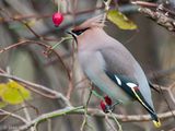 Bohemian Waxwing - Pestvogel - Bombycilla garrulus