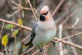 Bohemian Waxwing - Pestvogel - Bombycilla garrulus