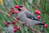 Bohemian Waxwing - Pestvogel - Bombycilla garrulus