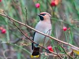 Bohemian Waxwing - Pestvogel - Bombycilla garrulus