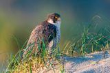 Peregrine - Slechtvalk - Falco peregrinus