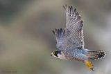 Peregrine - Slechtvalk - Falco peregrinus
