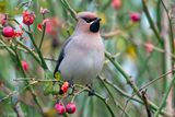 Bohemian Waxwing - Pestvogel - Bombycilla garrulus