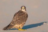Peregrine - Slechtvalk - Falco peregrinus