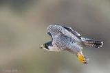 Peregrine - Slechtvalk - Falco peregrinus
