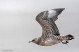 Arctic Skua - Kleine Jager - Stercorarius parasiticus