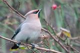 Bohemian Waxwing - Pestvogel - Bombycilla garrulus