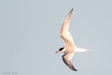 Arctic Tern - Noordse Stern - Sterna paradisaea