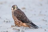 Peregrine - Slechtvalk - Falco peregrinus