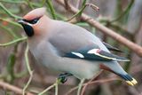 Bohemian Waxwing - Pestvogel - Bombycilla garrulus