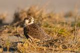 Peregrine - Slechtvalk - Falco peregrinus