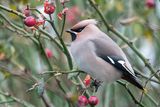Bohemian Waxwing - Pestvogel - Bombycilla garrulus