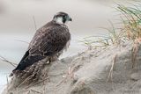 Peregrine - Slechtvalk - Falco peregrinus