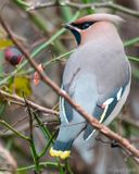 Bohemian Waxwing - Pestvogel - Bombycilla garrulus