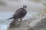 Peregrine - Slechtvalk - Falco peregrinus