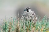 Peregrine - Slechtvalk - Falco peregrinus